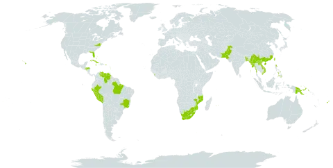 Swietenia mahagoni world distribution map, present in Anguilla, Antigua and Barbuda, Bonaire, Sint Eustatius and Saba, Bangladesh, Bahamas, Brazil, Barbados, China, Cuba, Cayman Islands, Dominica, Fiji, Micronesia (Federated States of), Guadeloupe, Grenada, Guam, Honduras, India, Jamaica, Lao People's Democratic Republic, Saint Lucia, Sri Lanka, Myanmar, Mozambique, Montserrat, Martinique, Mauritius, Pakistan, Peru, Philippines, Palau, Papua New Guinea, Puerto Rico, Réunion, Singapore, Trinidad and Tobago, Taiwan, Province of China, United States of America, Venezuela (Bolivarian Republic of), Viet Nam, and South Africa