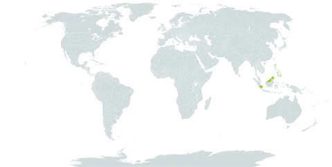 Swintonia foxworthyi world distribution map, present in Afghanistan, Brunei Darussalam, Indonesia, Latvia, Malaysia, and Philippines