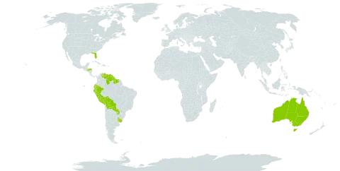 Syagrus world distribution map, present in Australia, Bolivia (Plurinational State of), Ecuador, Guyana, Honduras, Mauritius, Peru, Paraguay, Suriname, Uruguay, United States of America, and Venezuela (Bolivarian Republic of)