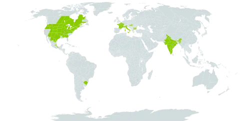 Symphyotrichum ericoides world distribution map, present in Bulgaria, Brazil, Canada, France, United Kingdom of Great Britain and Northern Ireland, Hungary, India, Italy, Mexico, and United States of America