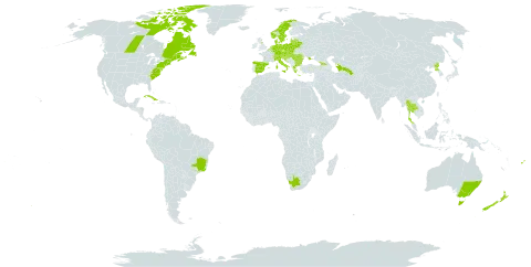 Symphyotrichum novi-belgii world distribution map, present in Australia, Austria, Belgium, Bulgaria, Bosnia and Herzegovina, Belarus, Brazil, Canada, Switzerland, Cuba, Czech Republic, Germany, Denmark, Spain, Fiji, France, United Kingdom of Great Britain and Northern Ireland, Georgia, Greece, Guam, Croatia, Hungary, Italy, Liechtenstein, Lithuania, Luxembourg, Latvia, Moldova (Republic of), Northern Mariana Islands, Netherlands, Norway, New Zealand, Poland, Korea (Democratic People's Republic of), Romania, Russian Federation, Saint Pierre and Miquelon, Slovakia, Slovenia, Sweden, Thailand, Turkmenistan, Ukraine, United States of America, and South Africa