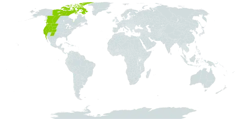 Symphyotrichum spathulatum world distribution map, present in Canada, Mexico, and United States of America