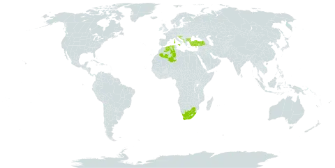 Symphytum bulbosum world distribution map, present in Albania, Bulgaria, Bosnia and Herzegovina, Algeria, France, Croatia, Italy, North Macedonia, Montenegro, Serbia, Slovenia, Turkey, and South Africa