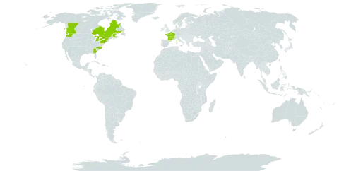 Symphytum x uplandicum world distribution map, present in Canada, France, and United States of America