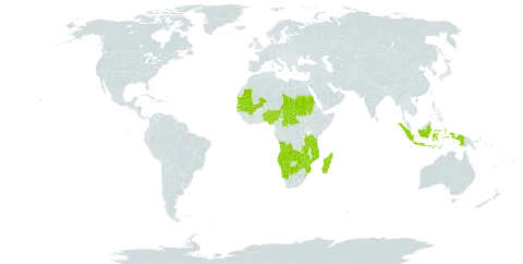 Syncolostemon world distribution map, present in Angola, Benin, Botswana, Central African Republic, Cabo Verde, Indonesia, Madagascar, Mali, Mozambique, Mauritania, Namibia, Nigeria, Sudan, Senegal, eSwatini, Chad, Tanzania, United Republic of, Zambia, and Zimbabwe