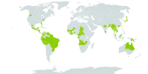 Synedrella nodiflora world distribution map, present in Angola, Anguilla, American Samoa, Antigua and Barbuda, Australia, Benin, Bonaire, Sint Eustatius and Saba, Burkina Faso, Bangladesh, Bahamas, Belize, Bolivia (Plurinational State of), Brazil, Barbados, Bhutan, Central African Republic, China, Côte d'Ivoire, Cameroon, Cook Islands, Colombia, Cabo Verde, Costa Rica, Cuba, Cayman Islands, Dominica, Ecuador, Fiji, Micronesia (Federated States of), Gabon, Guinea, Guadeloupe, Gambia, Guinea-Bissau, Equatorial Guinea, Grenada, French Guiana, Guam, Guyana, Honduras, Indonesia, India, Jamaica, Japan, Cambodia, Kiribati, Lao People's Democratic Republic, Saint Lucia, Sri Lanka, Maldives, Mexico, Marshall Islands, Mali, Myanmar, Northern Mariana Islands, Montserrat, Martinique, Mauritius, Malaysia, Nicaragua, Niue, Nepal, Panama, Peru, Philippines, Palau, Papua New Guinea, Puerto Rico, Paraguay, Réunion, Senegal, Singapore, El Salvador, Sao Tome and Principe, Suriname, Seychelles, Turks and Caicos Islands, Chad, Togo, Thailand, Tokelau, Tonga, Trinidad and Tobago, Tuvalu, Taiwan, Province of China, United States Minor Outlying Islands, United States of America, Saint Vincent and the Grenadines, Venezuela (Bolivarian Republic of), Viet Nam, Samoa, and Zambia