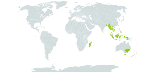 Synostemon world distribution map, present in Australia, Bangladesh, Indonesia, Madagascar, Maldives, Myanmar, Mauritius, Philippines, Réunion, Thailand, Taiwan, Province of China, and Viet Nam