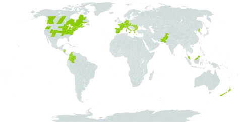 Syringa vulgaris world distribution map, present in Albania, Austria, Bulgaria, Canada, Switzerland, Colombia, Czech Republic, Germany, Spain, France, Micronesia (Federated States of), Greece, Hungary, Ireland, Italy, Malaysia, Nicaragua, New Zealand, Pakistan, Korea (Democratic People's Republic of), Romania, and United States of America