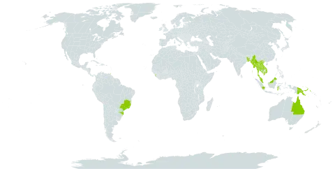 Syzygium aqueum world distribution map, present in Australia, Bangladesh, Brazil, Brunei Darussalam, Micronesia (Federated States of), Indonesia, India, Cambodia, Lao People's Democratic Republic, Sri Lanka, Maldives, Myanmar, Malaysia, Philippines, Papua New Guinea, Thailand, Trinidad and Tobago, United States of America, and Viet Nam