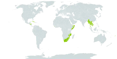 Syzygium aromaticum world distribution map, present in Cuba, Cayman Islands, Fiji, Micronesia (Federated States of), Guadeloupe, Honduras, India, Cambodia, Lao People's Democratic Republic, Sri Lanka, Myanmar, Mozambique, Martinique, Mauritius, Nepal, Palau, Réunion, Somalia, Sao Tome and Principe, Thailand, Trinidad and Tobago, Tanzania, United Republic of, United States of America, Viet Nam, and South Africa