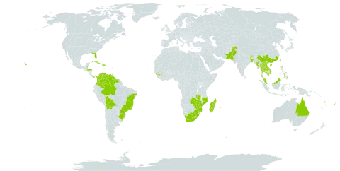 Syzygium cumini world distribution map, present in Antigua and Barbuda, Australia, Bangladesh, Belize, Bolivia (Plurinational State of), Brazil, Bhutan, China, Cook Islands, Colombia, Cuba, Dominican Republic, Fiji, Guinea, Guadeloupe, Guam, Guyana, Honduras, Haiti, India, Jamaica, Cambodia, Lao People's Democratic Republic, Sri Lanka, Madagascar, Maldives, Myanmar, Mozambique, Martinique, Mauritius, Malaysia, Niue, Nepal, Pakistan, Panama, Philippines, Palau, Réunion, Singapore, Suriname, Thailand, Tonga, Trinidad and Tobago, Taiwan, Province of China, United States of America, Venezuela (Bolivarian Republic of), Viet Nam, Vanuatu, South Africa, Zambia, and Zimbabwe