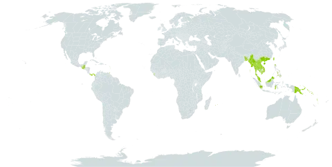 Syzygium samarangense world distribution map, present in American Samoa, Bangladesh, China, Fiji, Micronesia (Federated States of), Guadeloupe, Guatemala, Guam, Indonesia, India, Cambodia, Lao People's Democratic Republic, Sri Lanka, Maldives, Myanmar, Northern Mariana Islands, Martinique, Mauritius, Malaysia, Panama, Philippines, Palau, Papua New Guinea, Réunion, Solomon Islands, Thailand, Trinidad and Tobago, Taiwan, Province of China, Viet Nam, and Vanuatu