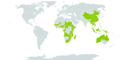 Tacca leontopetaloides world distribution map, present in Angola, Andorra, Australia, Benin, Burkina Faso, Bangladesh, Central African Republic, China, Congo, Cook Islands, Comoros, Ethiopia, Fiji, Gabon, Ghana, Guinea, Gambia, Guinea-Bissau, Indonesia, Kenya, Lao People's Democratic Republic, Liberia, Moldova (Republic of), Madagascar, Maldives, Mali, Myanmar, Mozambique, Mauritius, Nigeria, Nauru, Pitcairn, Philippines, Sudan, Senegal, Solomon Islands, Sierra Leone, Seychelles, Chad, Togo, Thailand, Tokelau, Tonga, Tuvalu, Taiwan, Province of China, Tanzania, United Republic of, Uganda, United States of America, Viet Nam, Vanuatu, Wallis and Futuna, Samoa, South Africa, Zambia, and Zimbabwe