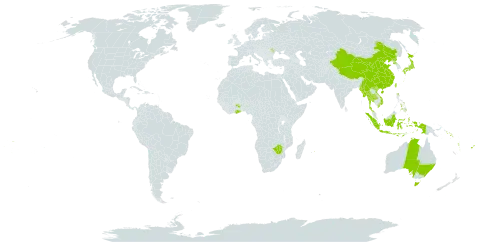 Taeniophyllum world distribution map, present in Andorra, Australia, China, Cook Islands, Fiji, Ghana, Indonesia, Japan, Moldova (Republic of), Myanmar, Mauritius, Norfolk Island, Nepal, Pitcairn, Philippines, Korea (Democratic People's Republic of), Solomon Islands, Thailand, Tonga, Taiwan, Province of China, Viet Nam, Vanuatu, Wallis and Futuna, Samoa, and Zimbabwe