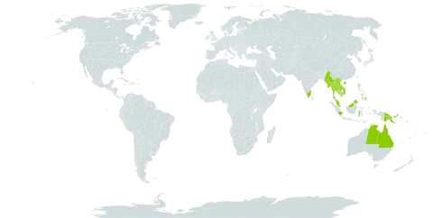 Taenitis blechnoides world distribution map, present in Australia, China, Indonesia, India, Cambodia, Lao People's Democratic Republic, Sri Lanka, Myanmar, Malaysia, Philippines, Palau, Papua New Guinea, Singapore, Solomon Islands, Thailand, United States of America, and Viet Nam