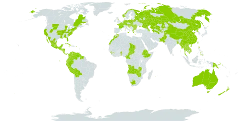 Tagetes erecta world distribution map, present in Angola, Antigua and Barbuda, Australia, Austria, Azerbaijan, Belgium, Benin, Bangladesh, Bulgaria, Bosnia and Herzegovina, Belarus, Bolivia (Plurinational State of), Barbados, Bhutan, Canada, China, Cameroon, Cook Islands, Colombia, Cabo Verde, Costa Rica, Cuba, Cayman Islands, Germany, Djibouti, Dominica, Ecuador, Spain, Ethiopia, Fiji, France, Micronesia (Federated States of), United Kingdom of Great Britain and Northern Ireland, Guinea, Guadeloupe, Equatorial Guinea, Greece, Guatemala, Guam, Guyana, Honduras, Croatia, Hungary, India, Italy, Jamaica, Kazakhstan, Cambodia, Lao People's Democratic Republic, Saint Lucia, Sri Lanka, Morocco, Moldova (Republic of), Mexico, Marshall Islands, North Macedonia, Myanmar, Montserrat, Martinique, Mauritius, Nicaragua, Niue, Norway, Nepal, New Zealand, Pakistan, Panama, Peru, Philippines, Palau, Papua New Guinea, Poland, Puerto Rico, Korea (Democratic People's Republic of), Portugal, Réunion, Romania, Russian Federation, El Salvador, Serbia, Suriname, Slovakia, Slovenia, Chad, Thailand, Tajikistan, Turkmenistan, Trinidad and Tobago, Taiwan, Province of China, Ukraine, United States of America, Uzbekistan, Venezuela (Bolivarian Republic of), Viet Nam, South Africa, Zambia, and Zimbabwe