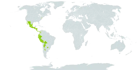 Tagetes filifolia world distribution map, present in Argentina, Bolivia (Plurinational State of), Colombia, Costa Rica, Ecuador, Guatemala, Honduras, Mexico, Nicaragua, Panama, Peru, El Salvador, United States of America, and Venezuela (Bolivarian Republic of)