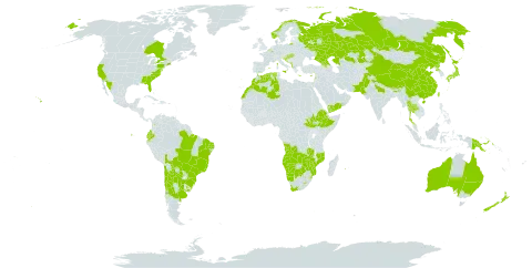 Tagetes minuta world distribution map, present in Angola, Albania, Argentina, Armenia, American Samoa, Australia, Belgium, Bosnia and Herzegovina, Bolivia (Plurinational State of), Brazil, Bhutan, Botswana, Canada, Chile, China, Colombia, Cabo Verde, Cyprus, Algeria, Ecuador, Spain, Ethiopia, France, United Kingdom of Great Britain and Northern Ireland, Georgia, Greece, Croatia, Hungary, India, Israel, Italy, Japan, Kazakhstan, Lebanon, Lesotho, Luxembourg, Morocco, Mexico, North Macedonia, Montenegro, Mozambique, Namibia, Norway, Nepal, New Zealand, Pakistan, Papua New Guinea, Korea (Democratic People's Republic of), Portugal, Paraguay, Réunion, Russian Federation, Saudi Arabia, South Sudan, Slovenia, eSwatini, Thailand, Taiwan, Province of China, Uruguay, United States of America, Yemen, South Africa, Zambia, and Zimbabwe