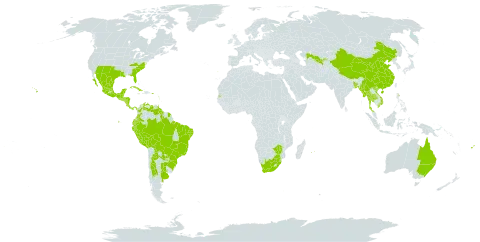 Talinum paniculatum world distribution map, present in Argentina, Antigua and Barbuda, Australia, Bonaire, Sint Eustatius and Saba, Bangladesh, Belize, Bolivia (Plurinational State of), Brazil, Barbados, China, Colombia, Costa Rica, Cuba, Dominica, Ecuador, Fiji, Guadeloupe, Grenada, Guatemala, French Guiana, Guyana, Honduras, Jamaica, Saint Kitts and Nevis, Saint Lucia, Mexico, Myanmar, Montserrat, Martinique, Mauritius, Nicaragua, Panama, Peru, Puerto Rico, Portugal, Paraguay, Réunion, Singapore, El Salvador, eSwatini, Seychelles, Thailand, Trinidad and Tobago, Uruguay, United States of America, Uzbekistan, Saint Vincent and the Grenadines, Venezuela (Bolivarian Republic of), Viet Nam, South Africa, and Zimbabwe