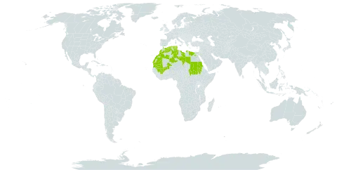 Tamarix amplexicaulis world distribution map, present in Anguilla, Algeria, Egypt, Israel, Libya, Morocco, Mali, Mauritania, Saudi Arabia, Sudan, Chad, and Tunisia