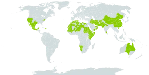 Tamarix aphylla world distribution map, present in Afghanistan, Anguilla, United Arab Emirates, Australia, Bahrain, China, Djibouti, Dominican Republic, Algeria, Egypt, Eritrea, Ethiopia, Haiti, India, Iran (Islamic Republic of), Iraq, Israel, Kenya, Kiribati, Kuwait, Libya, Morocco, Mexico, Mali, Mauritania, Namibia, Niger, Nigeria, Oman, Pakistan, Puerto Rico, Qatar, Saudi Arabia, Sudan, Senegal, Somalia, Chad, Tunisia, Taiwan, Province of China, United States of America, and Yemen