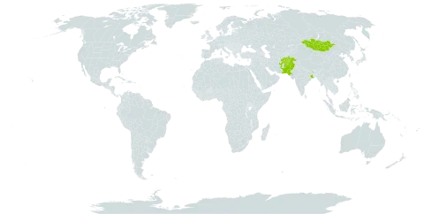 Tanacetum fruticulosum world distribution map, present in Afghanistan, China, India, Mongolia, and Pakistan