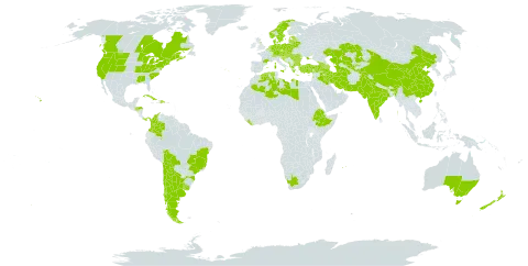 Tanacetum parthenium world distribution map, present in Afghanistan, Albania, Andorra, Argentina, Armenia, Australia, Austria, Azerbaijan, Belgium, Bulgaria, Bosnia and Herzegovina, Belarus, Bolivia (Plurinational State of), Brazil, Canada, Switzerland, Chile, China, Colombia, Cuba, Czech Republic, Germany, Denmark, Dominican Republic, Algeria, Spain, Estonia, Ethiopia, France, United Kingdom of Great Britain and Northern Ireland, Georgia, Greece, Honduras, Croatia, Hungary, India, Iran (Islamic Republic of), Iraq, Italy, Kazakhstan, Lebanon, Liberia, Libya, Liechtenstein, Lithuania, Luxembourg, Latvia, Moldova (Republic of), North Macedonia, Malta, Montenegro, Mauritius, Netherlands, Norway, New Zealand, Pakistan, Panama, Poland, Portugal, Réunion, Romania, Serbia, Slovakia, Slovenia, Sweden, Tajikistan, Turkmenistan, Turkey, Ukraine, Uruguay, United States of America, Uzbekistan, and South Africa