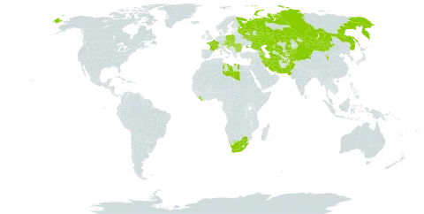 Taraxacum bessarabicum world distribution map, present in Afghanistan, Armenia, Austria, Azerbaijan, Bulgaria, China, Czech Republic, France, Croatia, Hungary, Iran (Islamic Republic of), Kazakhstan, Kyrgyzstan, Lebanon, Liberia, Libya, Moldova (Republic of), Mongolia, Pakistan, Poland, Romania, Russian Federation, Serbia, Slovakia, Tajikistan, Turkmenistan, Ukraine, Uzbekistan, and South Africa