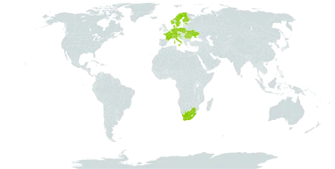 Taraxacum brachyglossum world distribution map, present in Austria, Belgium, Switzerland, Germany, Denmark, Estonia, Finland, France, United Kingdom of Great Britain and Northern Ireland, Croatia, Italy, Moldova (Republic of), Netherlands, Norway, Poland, Romania, Sweden, Ukraine, and South Africa