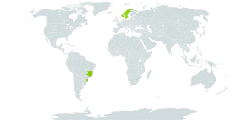 Taraxacum campylodes world distribution map, present in Brazil, Norway, and Sweden