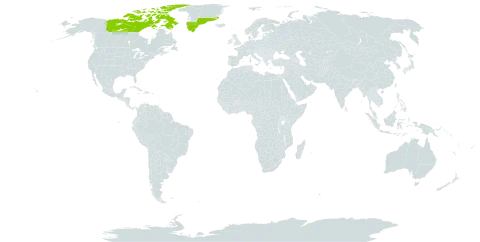 Taraxacum holmenianum world distribution map, present in Canada and Greenland