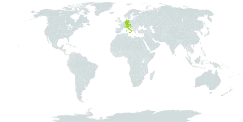 Taraxacum magnopyramidophorum world distribution map, present in Austria, Switzerland, Germany, Croatia, and Italy