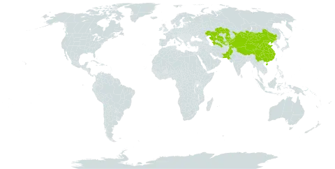 Taraxacum minutilobum world distribution map, present in China, Kazakhstan, Kyrgyzstan, Mongolia, Pakistan, Tajikistan, Turkmenistan, and Uzbekistan