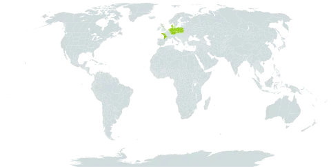 Taraxacum quadrans world distribution map, present in Czech Republic, Germany, Denmark, France, United Kingdom of Great Britain and Northern Ireland, Netherlands, and Poland