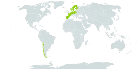 Taraxacum vastisectum world distribution map, present in Belgium, Switzerland, Chile, Czech Republic, Germany, Denmark, Spain, Estonia, Finland, France, United Kingdom of Great Britain and Northern Ireland, Netherlands, Norway, Poland, and Sweden