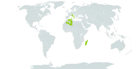 Tarenna grevei world distribution map, present in Comoros, Algeria, Italy, Madagascar, and Réunion