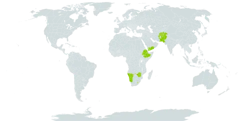 Tenaxia world distribution map, present in Afghanistan, Ethiopia, Lesotho, Namibia, Nepal, Pakistan, Yemen, and Zimbabwe