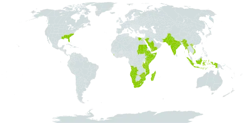 Tephrosia florida world distribution map, present in Angola, Comoros, Egypt, Ethiopia, Indonesia, India, Kenya, Sri Lanka, Madagascar, Myanmar, Mozambique, Mayotte, Namibia, Nepal, Pakistan, Saudi Arabia, Sudan, Somalia, Tanzania, United Republic of, Uganda, United States of America, Viet Nam, Yemen, South Africa, and Zimbabwe