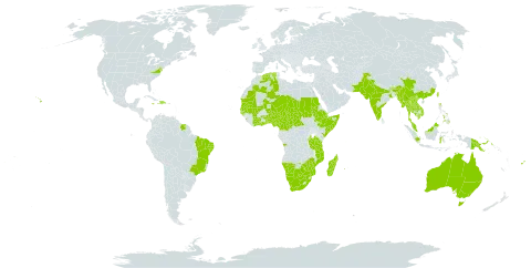 Tephrosia purpurea world distribution map, present in Angola, American Samoa, Australia, Burundi, Benin, Brazil, Bhutan, Botswana, Central African Republic, China, Côte d'Ivoire, Cameroon, Comoros, Djibouti, Dominican Republic, Algeria, Ethiopia, Fiji, Ghana, Guinea-Bissau, Haiti, Indonesia, India, Jamaica, Kenya, Cambodia, Lao People's Democratic Republic, Sri Lanka, Madagascar, Mali, Myanmar, Mozambique, Mauritania, Mauritius, Malawi, Malaysia, Namibia, Niger, Nigeria, Nepal, Pakistan, Philippines, Papua New Guinea, Réunion, Sudan, Senegal, Somalia, Suriname, Seychelles, Chad, Togo, Thailand, Taiwan, Province of China, Tanzania, United Republic of, Uganda, United States of America, Viet Nam, South Africa, and Zimbabwe