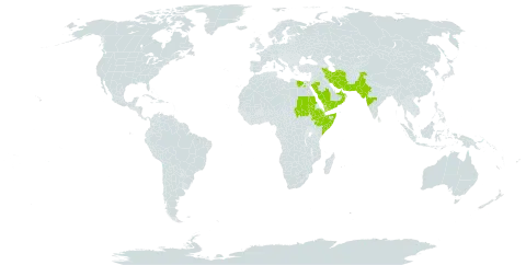 Tephrosia purpurea subsp. apollinea world distribution map, present in United Arab Emirates, Djibouti, Egypt, Ethiopia, India, Iran (Islamic Republic of), Oman, Pakistan, Saudi Arabia, Sudan, Somalia, and Yemen