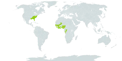 Tephrosia spicata world distribution map, present in Angola, Côte d'Ivoire, Congo, Ghana, Guinea, Guinea-Bissau, Mali, Nigeria, Senegal, Sierra Leone, Togo, and United States of America