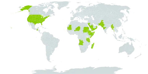 Tephrosia subtriflora world distribution map, present in Angola, Cabo Verde, Ethiopia, Ghana, Guatemala, India, Kenya, Madagascar, Myanmar, Mauritania, Niger, Oman, Pakistan, Saudi Arabia, Sudan, Singapore, Somalia, Tanzania, United Republic of, United States of America, and Yemen