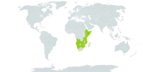 Terminalia prunioides world distribution map, present in Angola, Botswana, Ethiopia, Kenya, Mozambique, Namibia, Somalia, Tanzania, United Republic of, South Africa, Zambia, and Zimbabwe