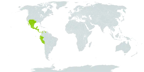 Tetramerium nervosum world distribution map, present in Colombia, Costa Rica, Ecuador, Guatemala, Honduras, Mexico, Nicaragua, Panama, Peru, El Salvador, United States of America, and Venezuela (Bolivarian Republic of)