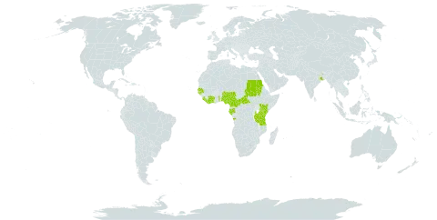 Tetrapleura tetraptera world distribution map, present in Angola, Central African Republic, Côte d'Ivoire, Cameroon, Gabon, Guinea-Bissau, India, Kenya, Liberia, Nigeria, Sudan, Senegal, Sierra Leone, Togo, Tanzania, United Republic of, and Uganda