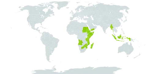 Tetrapogon roxburghiana world distribution map, present in Angola, Botswana, Eritrea, Ethiopia, Indonesia, Kenya, Madagascar, Myanmar, Mozambique, Sudan, Somalia, Tanzania, United Republic of, Uganda, Yemen, and Zimbabwe