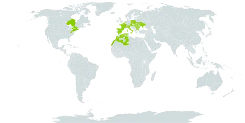 Teucrium botrys world distribution map, present in Austria, Bulgaria, Canada, Switzerland, Czech Republic, Algeria, Spain, France, Hungary, Italy, Morocco, Netherlands, Poland, Romania, Ukraine, and United States of America