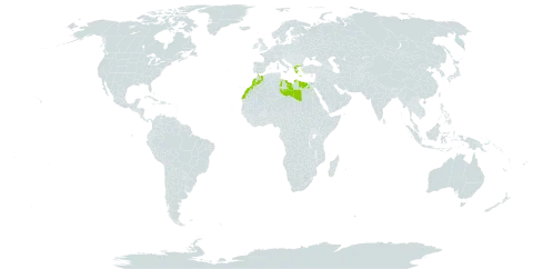 Teucrium brevifolium world distribution map, present in Egypt, Greece, Libya, Morocco, and Turks and Caicos Islands