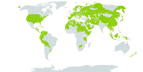 Teucrium world distribution map, present in Afghanistan, Åland Islands, Albania, Austria, Bangladesh, Bulgaria, Bahamas, Belarus, Belize, Bolivia (Plurinational State of), Botswana, Switzerland, China, Colombia, Costa Rica, Cuba, Cyprus, Czech Republic, Germany, Djibouti, Dominica, Denmark, Algeria, Ecuador, Egypt, Eritrea, Spain, Ethiopia, France, Georgia, Greece, Guatemala, Honduras, Haiti, Hungary, Indonesia, Ireland, Iran (Islamic Republic of), Iraq, Italy, Jamaica, Japan, Kazakhstan, Kyrgyzstan, Kuwait, Lao People's Democratic Republic, Libya, Lesotho, Morocco, Myanmar, Mauritania, Malaysia, Nicaragua, Netherlands, Norway, Nepal, New Zealand, Oman, Pakistan, Panama, Peru, Philippines, Palau, Poland, Korea (Democratic People's Republic of), Portugal, Paraguay, Romania, Russian Federation, Saudi Arabia, Sudan, Singapore, Somalia, Sweden, eSwatini, Turks and Caicos Islands, Chad, Thailand, Turkmenistan, Tonga, Tunisia, Taiwan, Province of China, Tanzania, United Republic of, Ukraine, Uruguay, United States of America, Uzbekistan, Venezuela (Bolivarian Republic of), Viet Nam, Wallis and Futuna, and Yemen