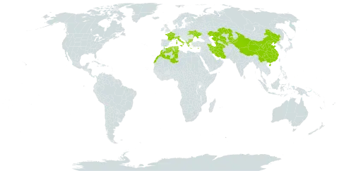 Teucrium scordium subsp. scordioides world distribution map, present in Albania, Bulgaria, China, Cyprus, Algeria, France, Greece, Iran (Islamic Republic of), Italy, Kazakhstan, Kyrgyzstan, Morocco, Palau, Turks and Caicos Islands, Turkmenistan, Tunisia, Ukraine, and Uzbekistan